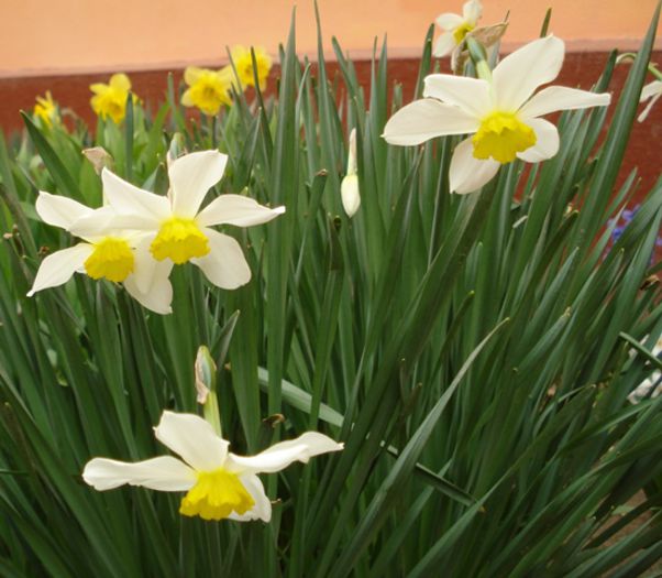 alte semne de primavara (13)