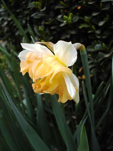 alte semne de primavara (14)