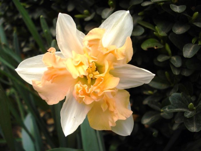 alte semne de primavara (15)