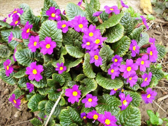 alte semne de primavara (18)