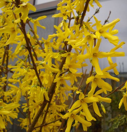 alte semne de primavara (20)