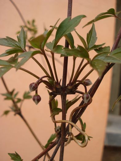 alte semne de primavara (21)