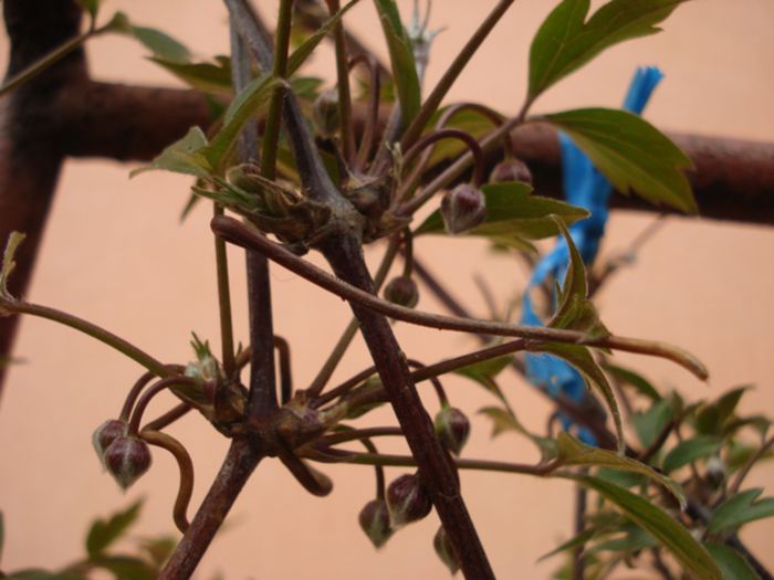 alte semne de primavara (22)