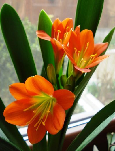 belgian orange GT, final de martie (4) - clivia in 2015