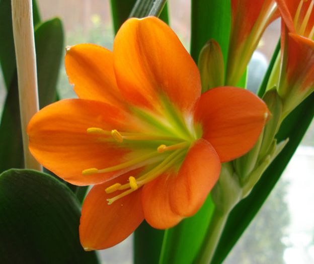 belgian orange GT, final de martie (5) - clivia in 2015