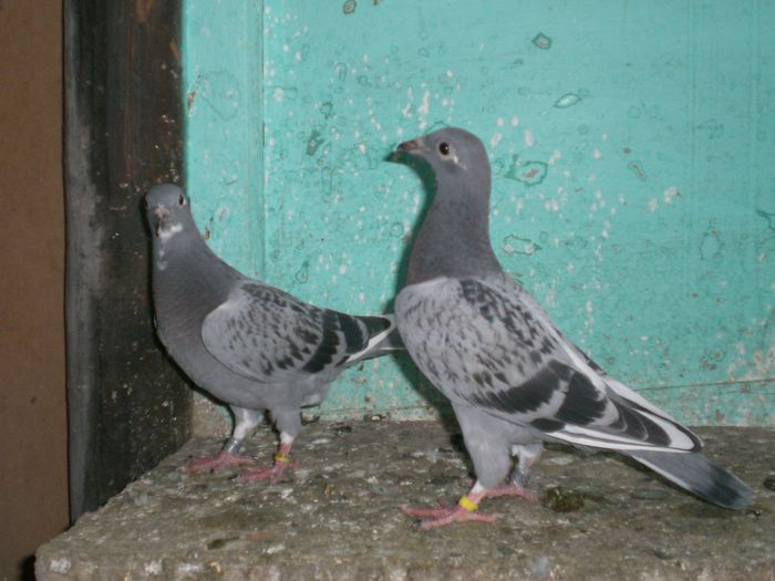 R-VENUS+MATHIS DESMET+KOOPMAN+KISS LUCRES+MARCEL DESMET