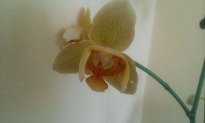 20140905_102335 - orhidee