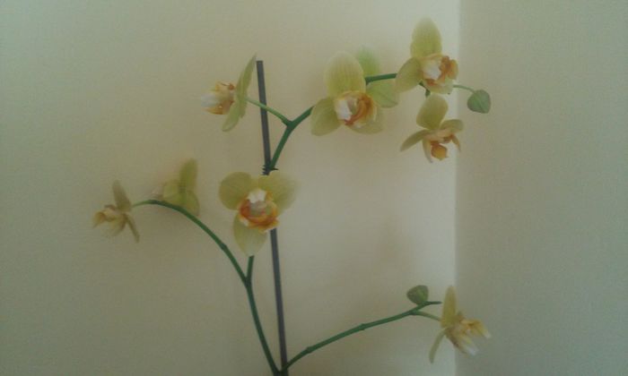 20140905_102411 - orhidee