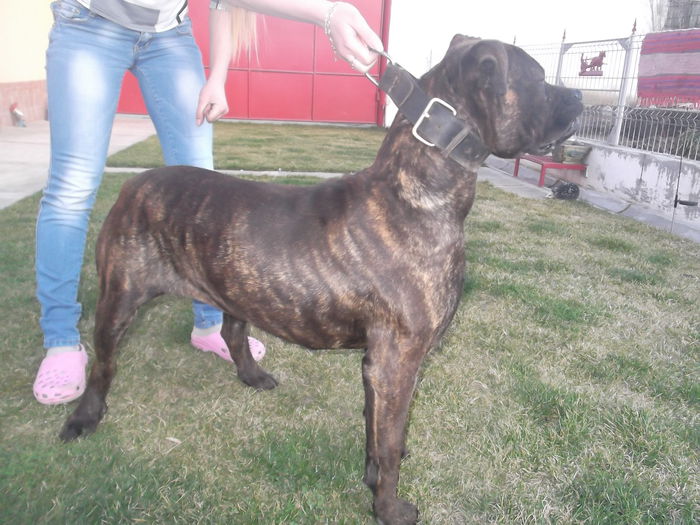 DSCF5367 - LORA cane corso