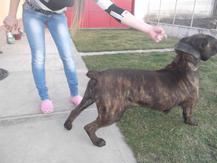 DSCF5366 - LORA cane corso