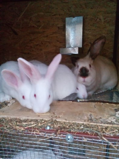 P_20150328_182742 - Cuib 07-02-2015