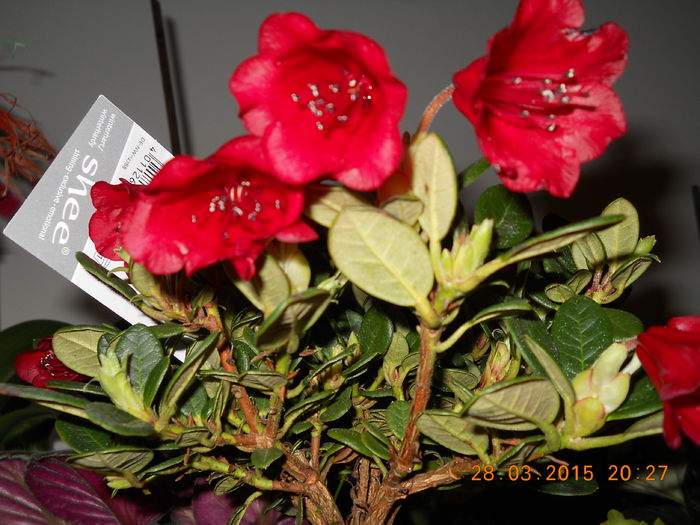 006 - PRIMAVARA  2015  IN SUFLET SI IN GLASTRA