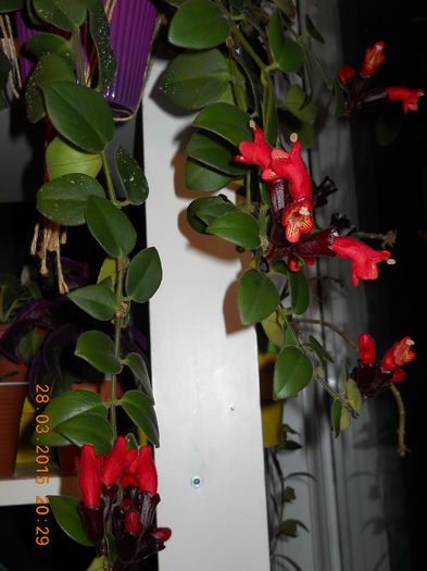 012 - PRIMAVARA  2015  IN SUFLET SI IN GLASTRA