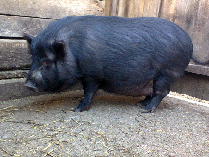 Photo0199 - porci vietnamezi