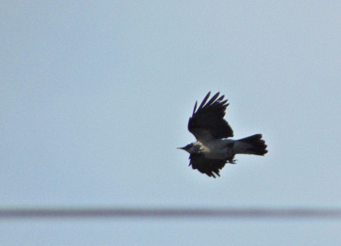 DSC05294 - Diverse animale si pasari