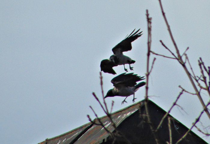 DSC05299 - Diverse animale si pasari