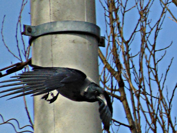 DSC05493 - Diverse animale si pasari