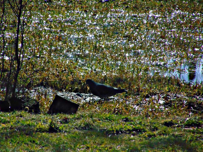 DSC05602 - Diverse animale si pasari