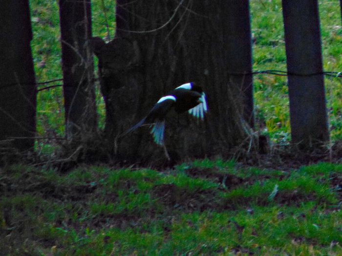 DSC05873 - Diverse animale si pasari
