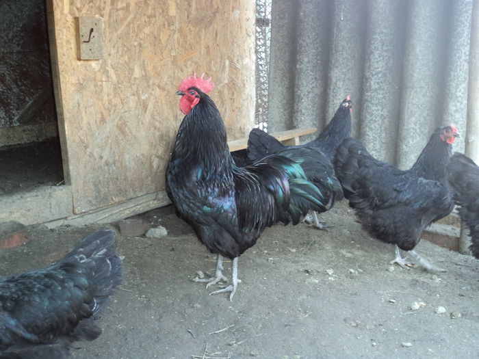 DSC03269 - Australorp Matca 2016