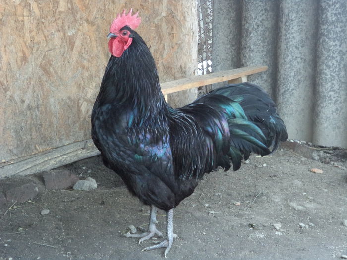 DSC03270 - Australorp Matca 2016