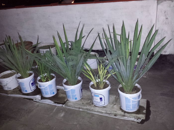 39 Yucca filamentosa - Plante de gradina - 2015
