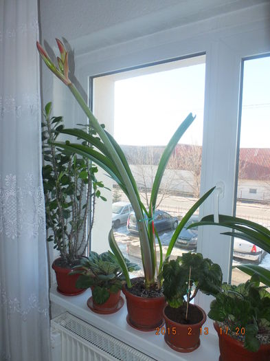 DSCF5300 (13-02-2015) - Flori apartament 2015