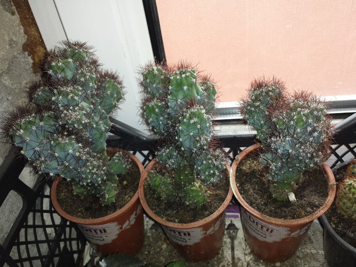 2 - Cactusi - 2015