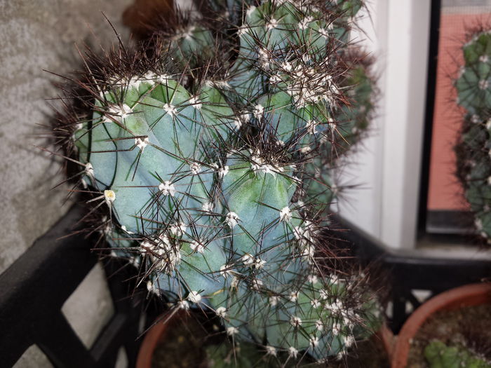 3 - Cactusi - 2015