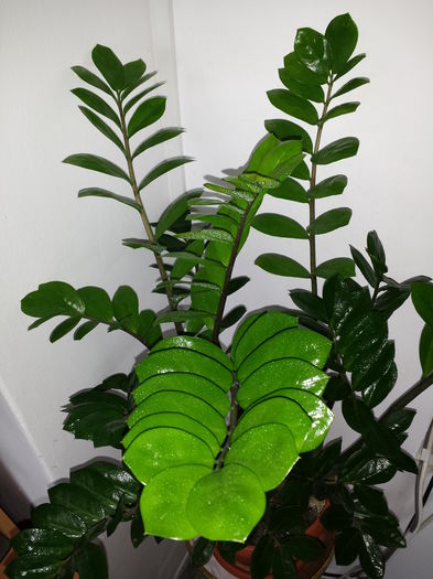 153 Zamioculcas Zamiifolia - Suculente - 2015