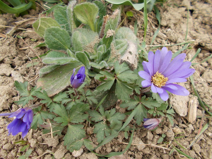 DSCN1477 - 2015 flori din gradina mea