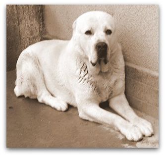 11079369_10205122148071391_6572403809480903080_n