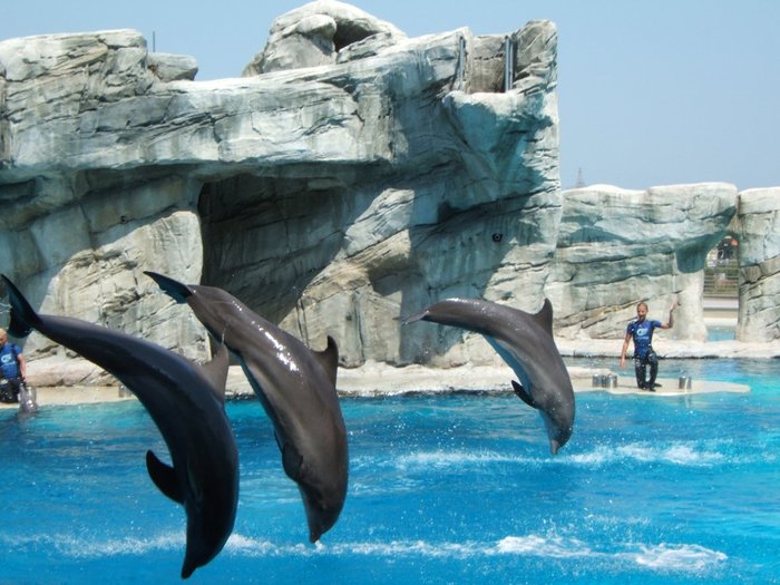 acquafan-riccione - Italia parcurile acvatice Aquafan si Oltremare