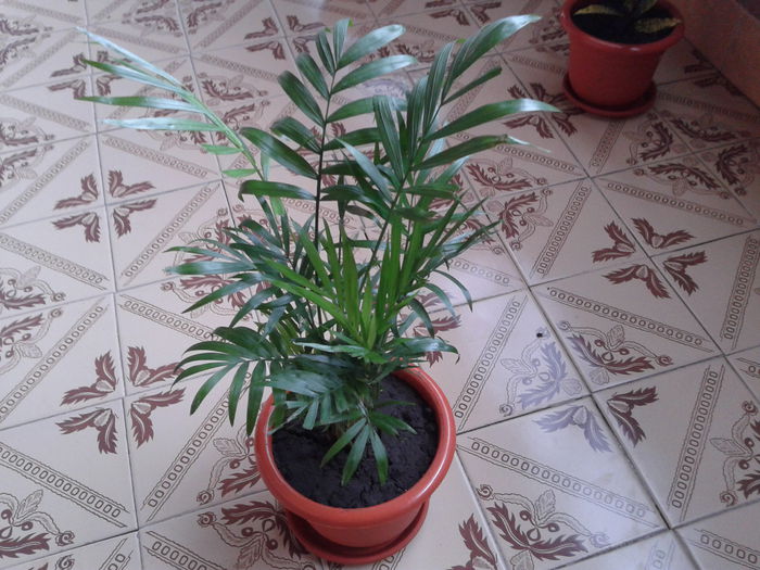 areca-cumparata de la TisiAlina