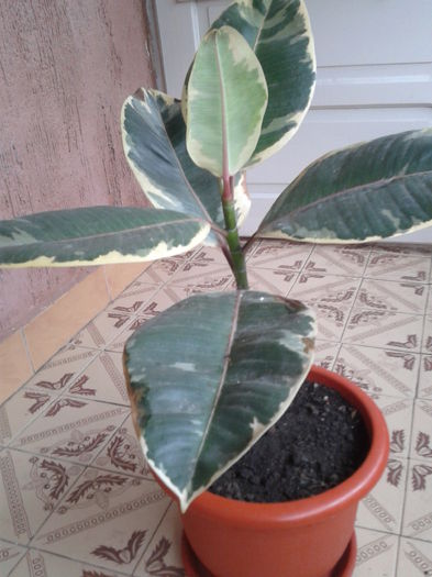 ficus variegat