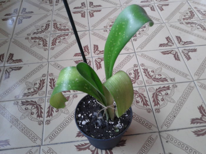 cumparata de la doamna auricam - crin haemanthus