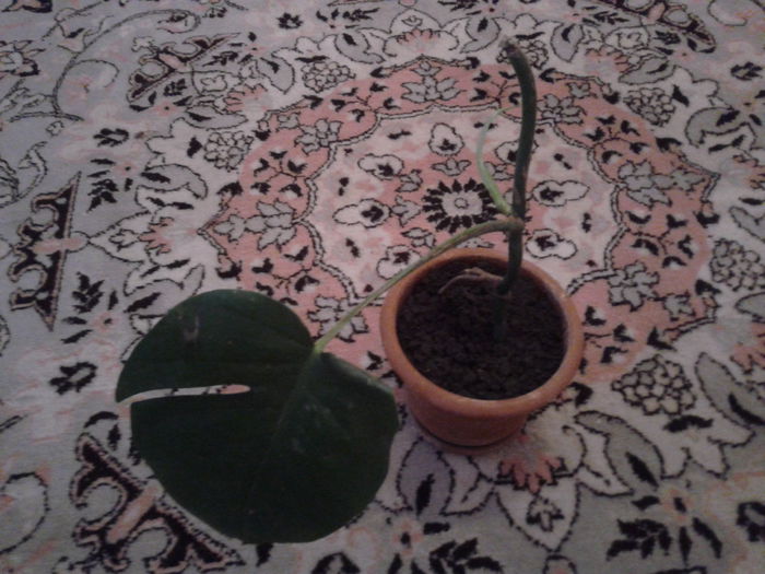 cumparata de la doamna auricam - philodendron