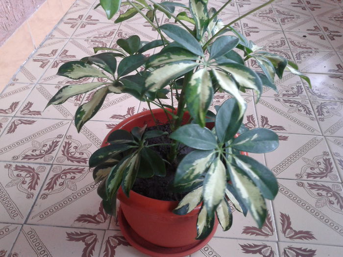 2015-03-29 09.29.55 - schefflera