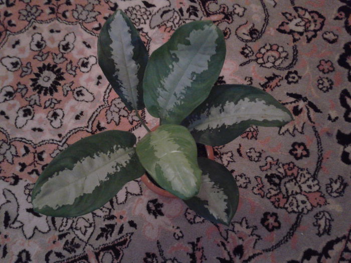 2015-03-29 09.35.32 - aglaonema