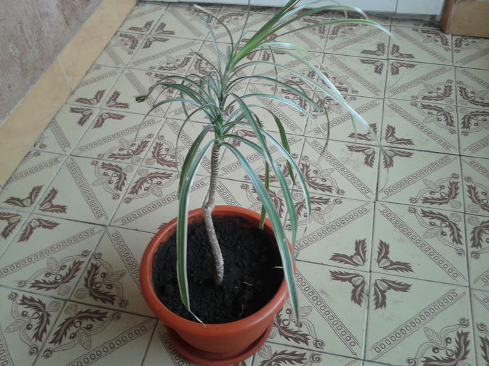 2015-03-29 09.30.25 - dracaena