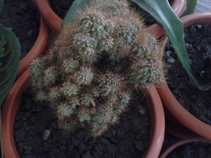 2015-03-29 10.22.40 - cactusi
