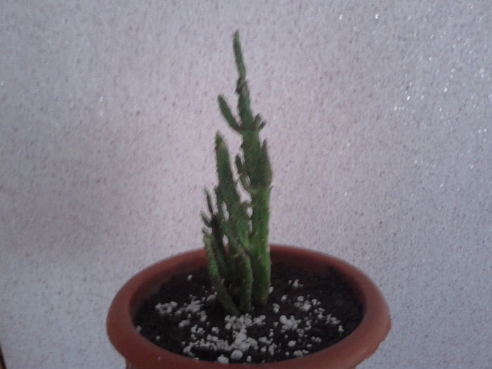 2015-03-29 10.23.12 - cactusi