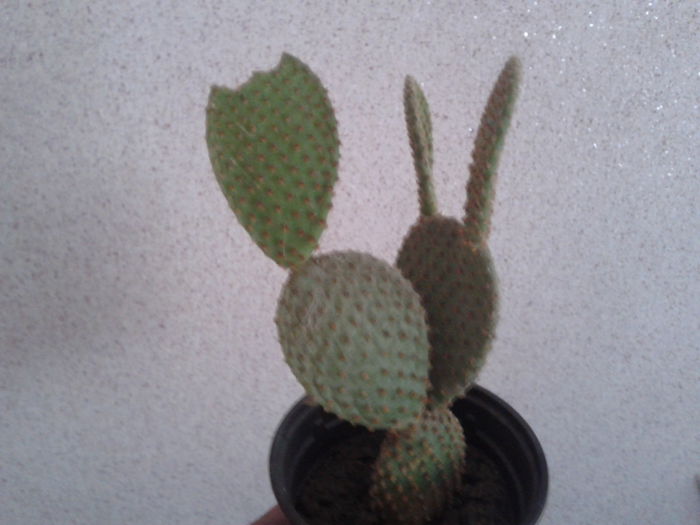 2015-03-29 10.19.23 - cactusi