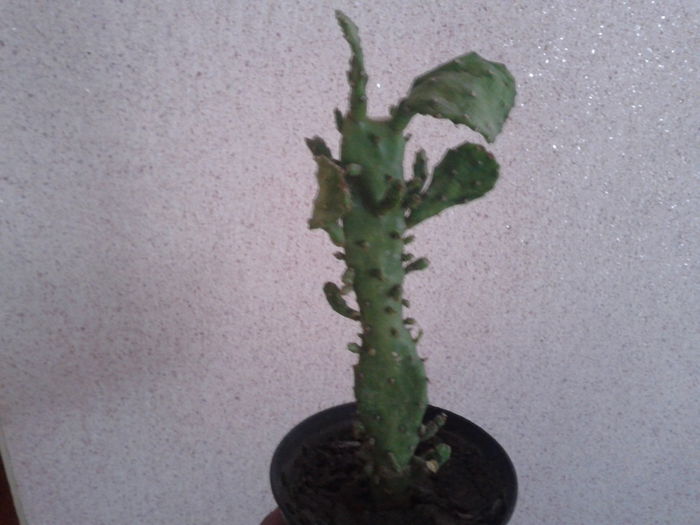 2015-03-29 10.19.40 - cactusi