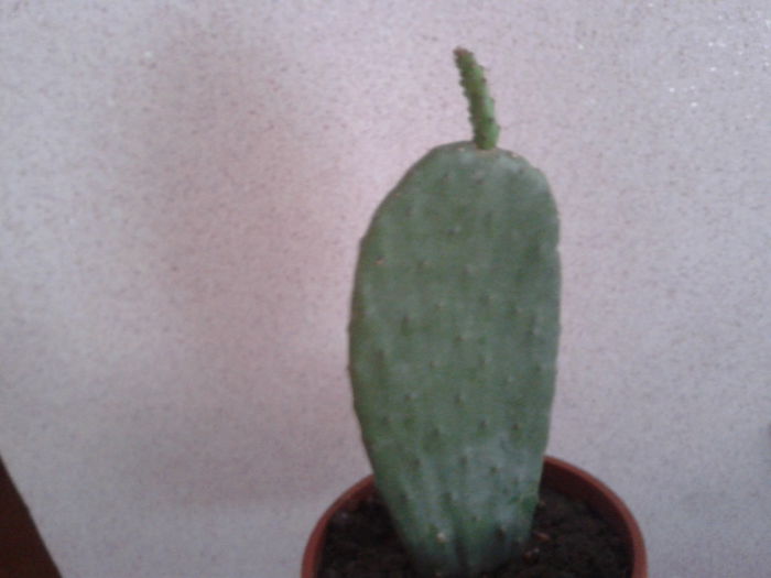 2015-03-29 10.19.54 - cactusi