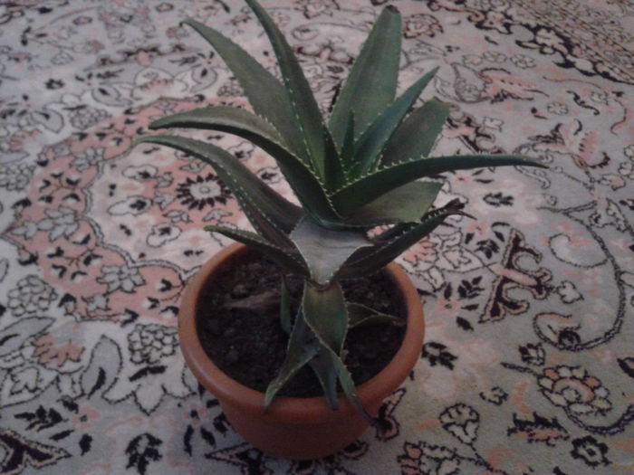 2015-03-29 10.25.11 - aloe