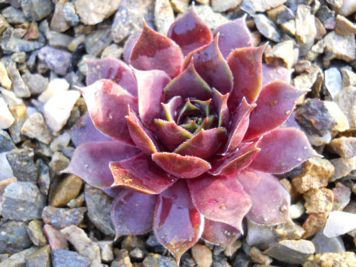 DSCN3749 - Sempervivum 2015