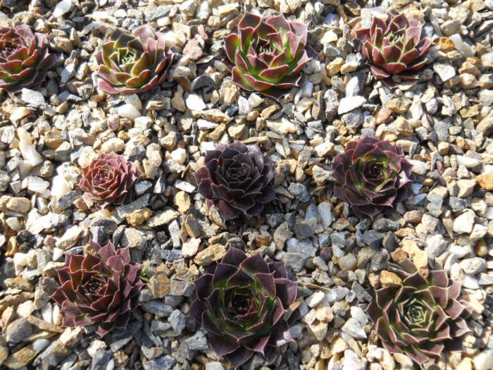 DSCN3780 - Sempervivum 2015