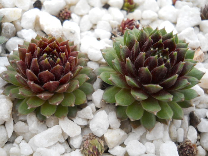 DSCN3816 - Sempervivum 2015