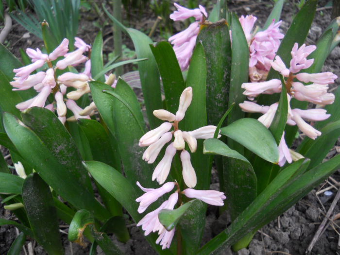DSCN3830 - Flora_2015